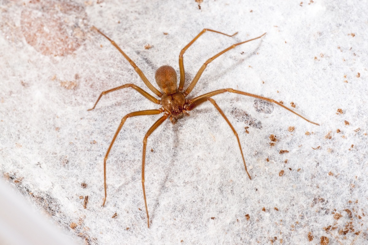 Mediterranean recluse spider