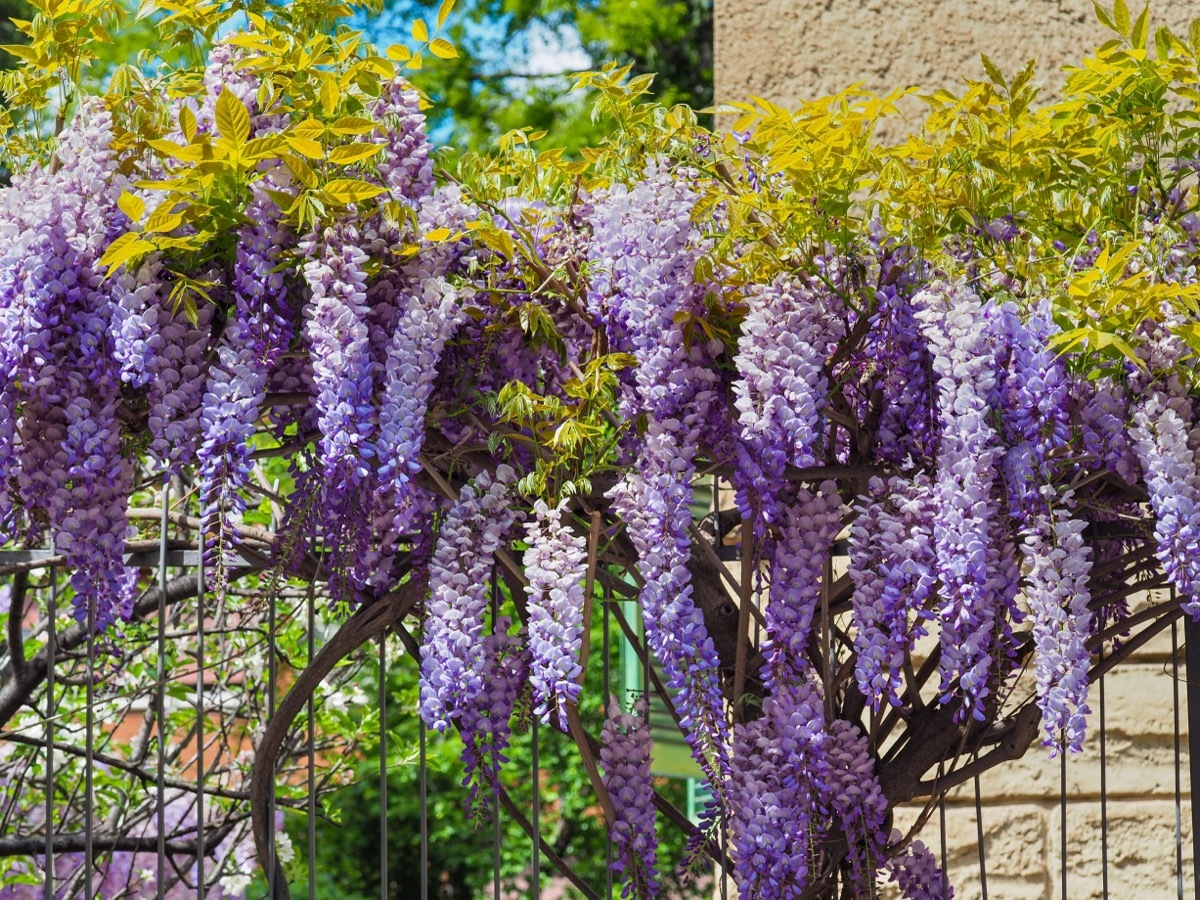 chinese wisteria