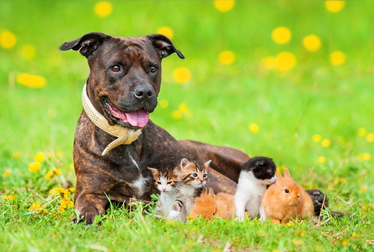 dog and little friends in a field