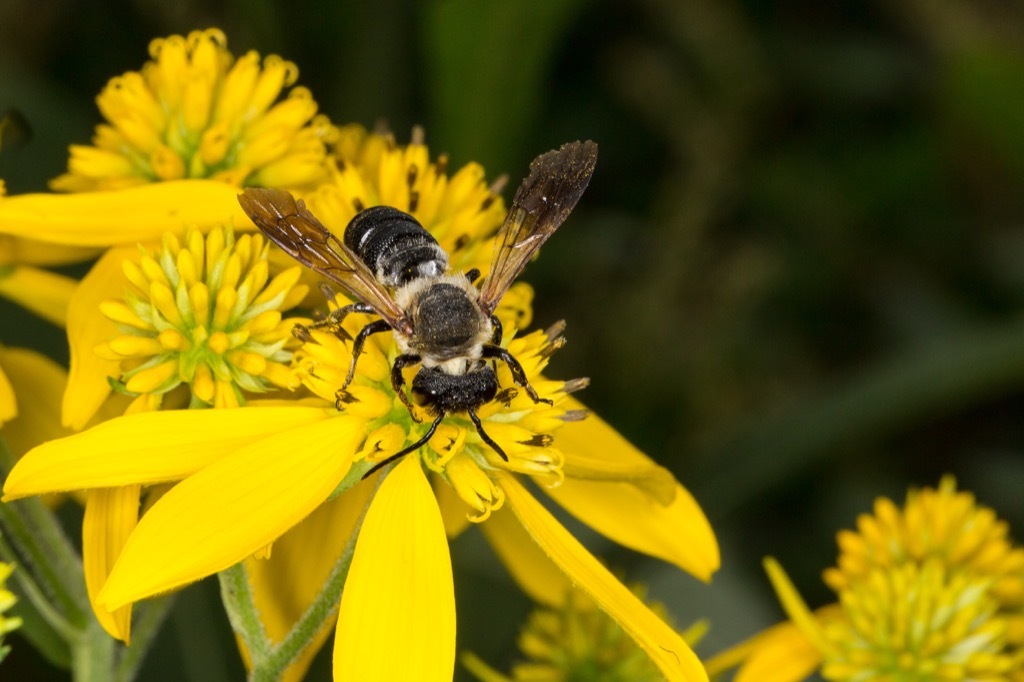 Giant resin bees