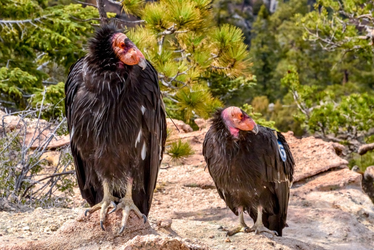 California condors