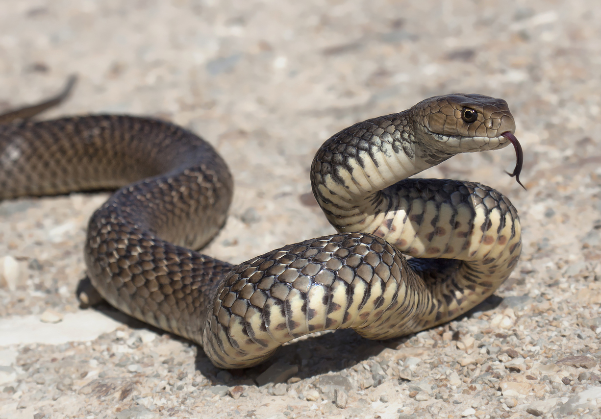 A snake sitting on the ground with its head up