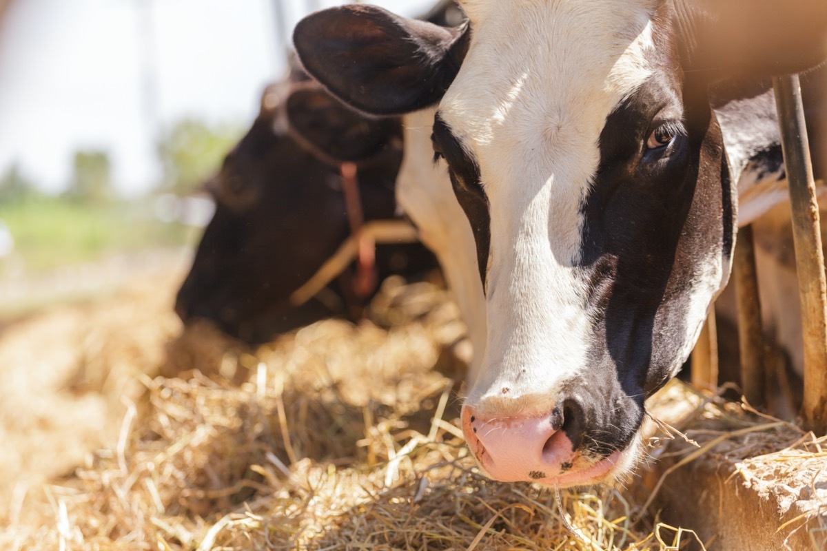 Cows eating hay