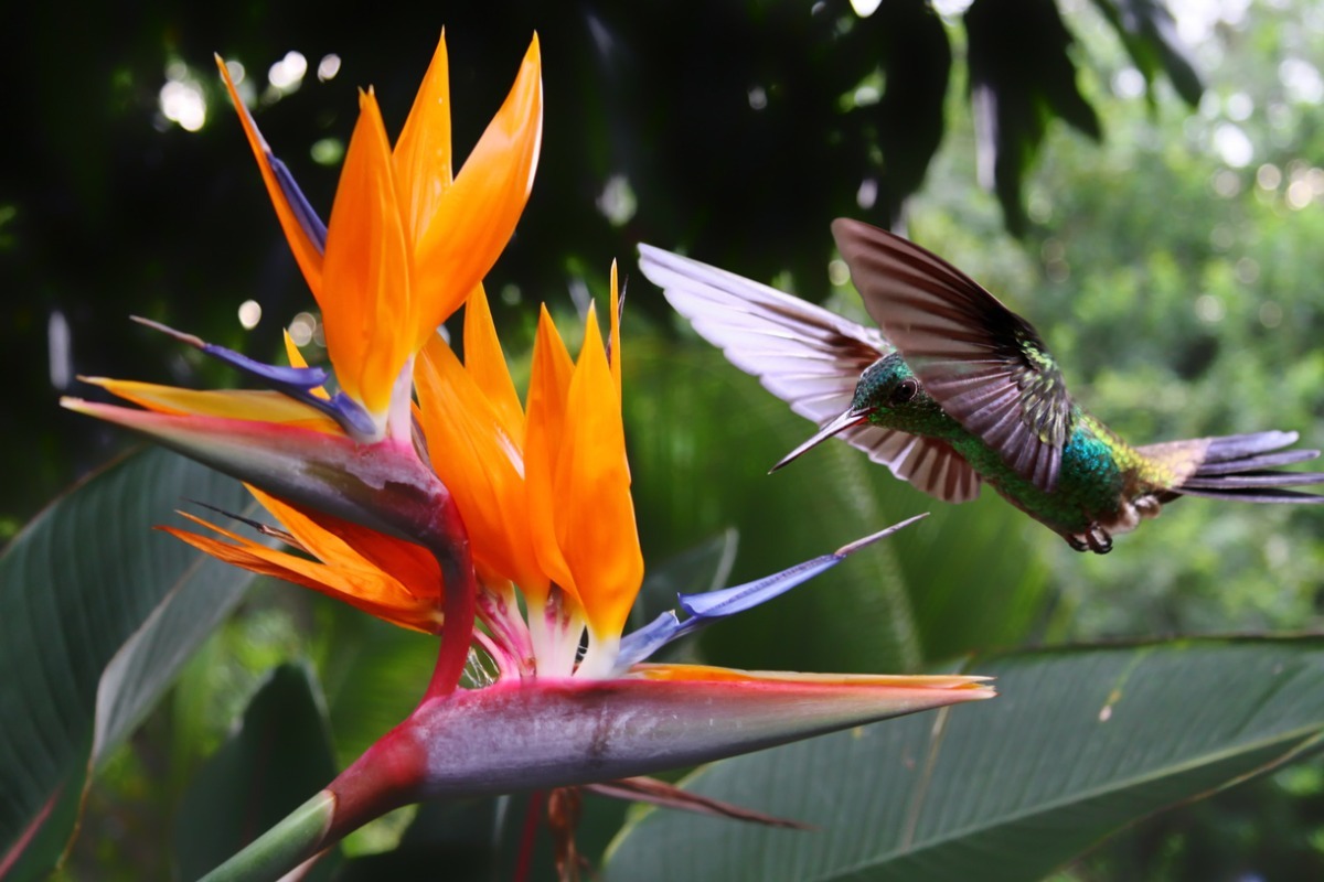 birds of paradise flowers