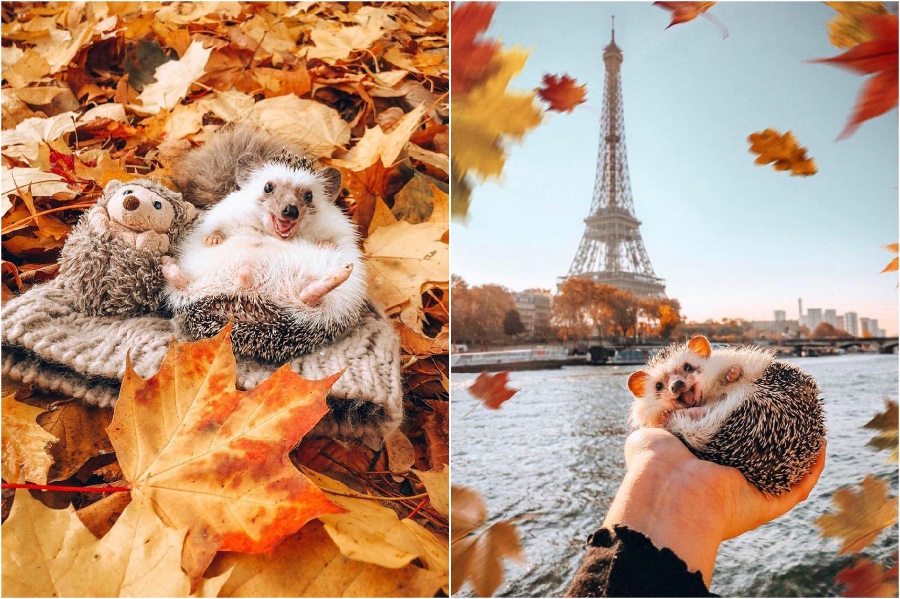 Paris | Mr Pokee The Hedgehog Will Make Your Day | Her Beauty