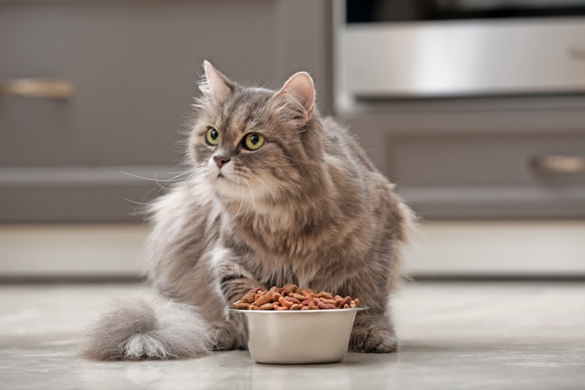 long haired cat eating dry cat food from silver bowl