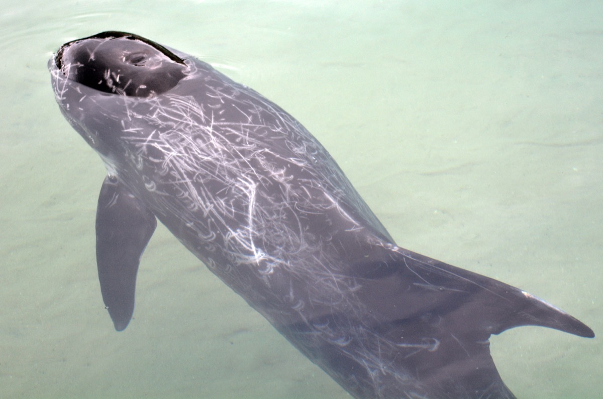 GOLD COAST, AUS - NOV 19 2014:Injured Wholphin in Sea World Gold Coast Australia.is an extremely rare hybrid born from a mating of a female bottlenose dolphin with a male false killer whale. - Image