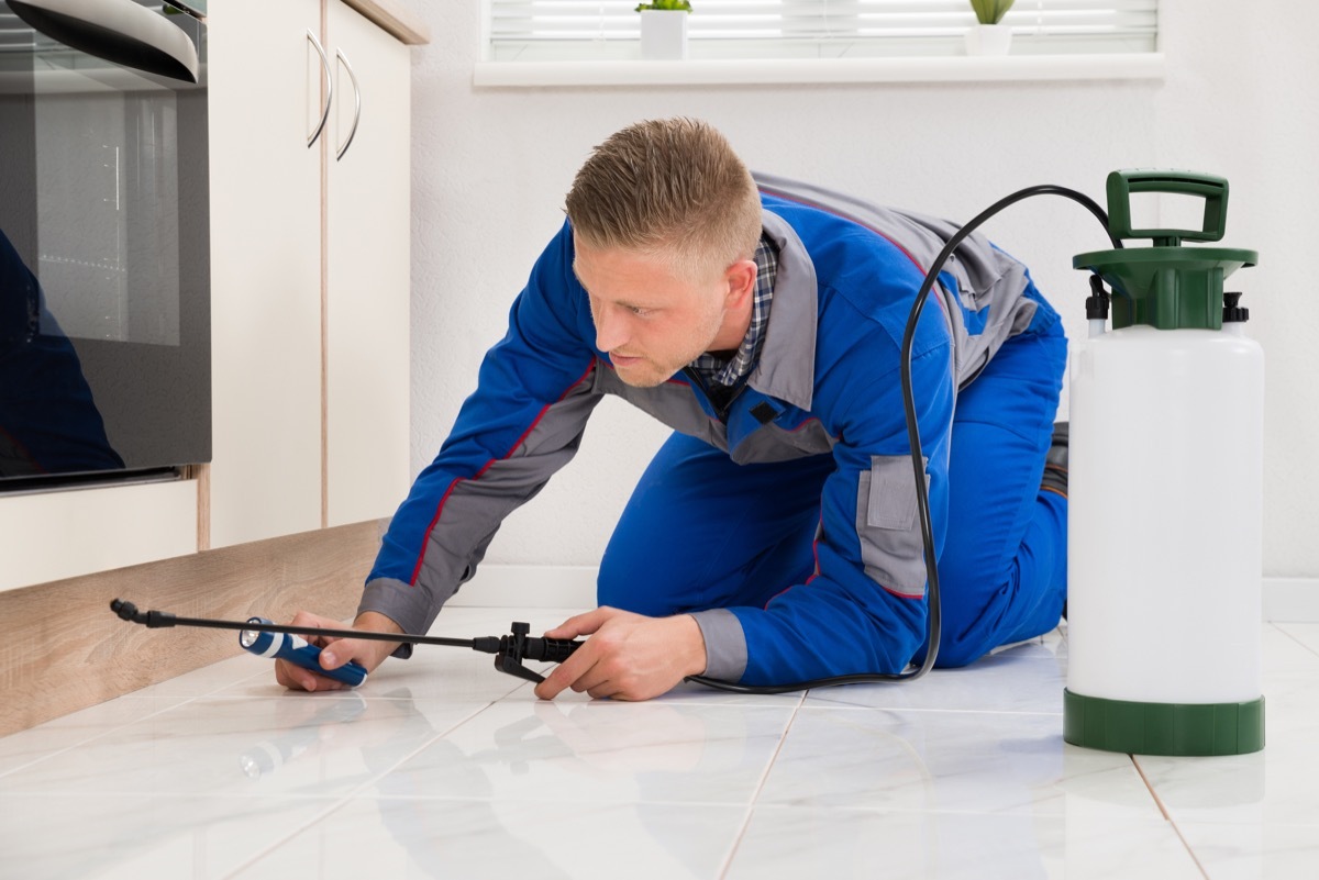 Male Worker Kneeling On Floor And Spraying Pesticide On Wooden Cabinet