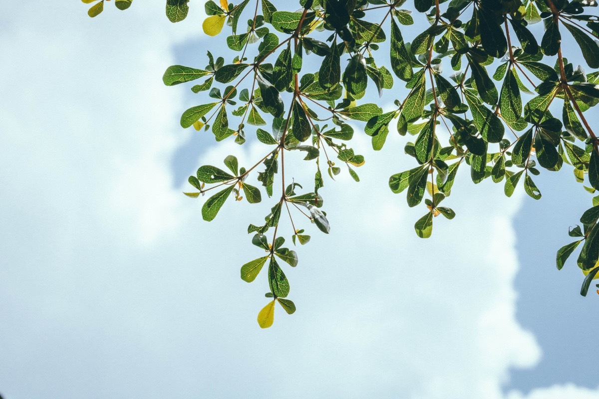 tree leaves