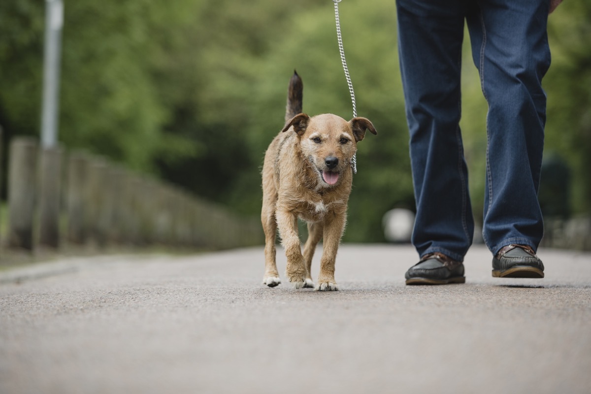 terrier dog is being walked on a leash in a public park by his senior owner.