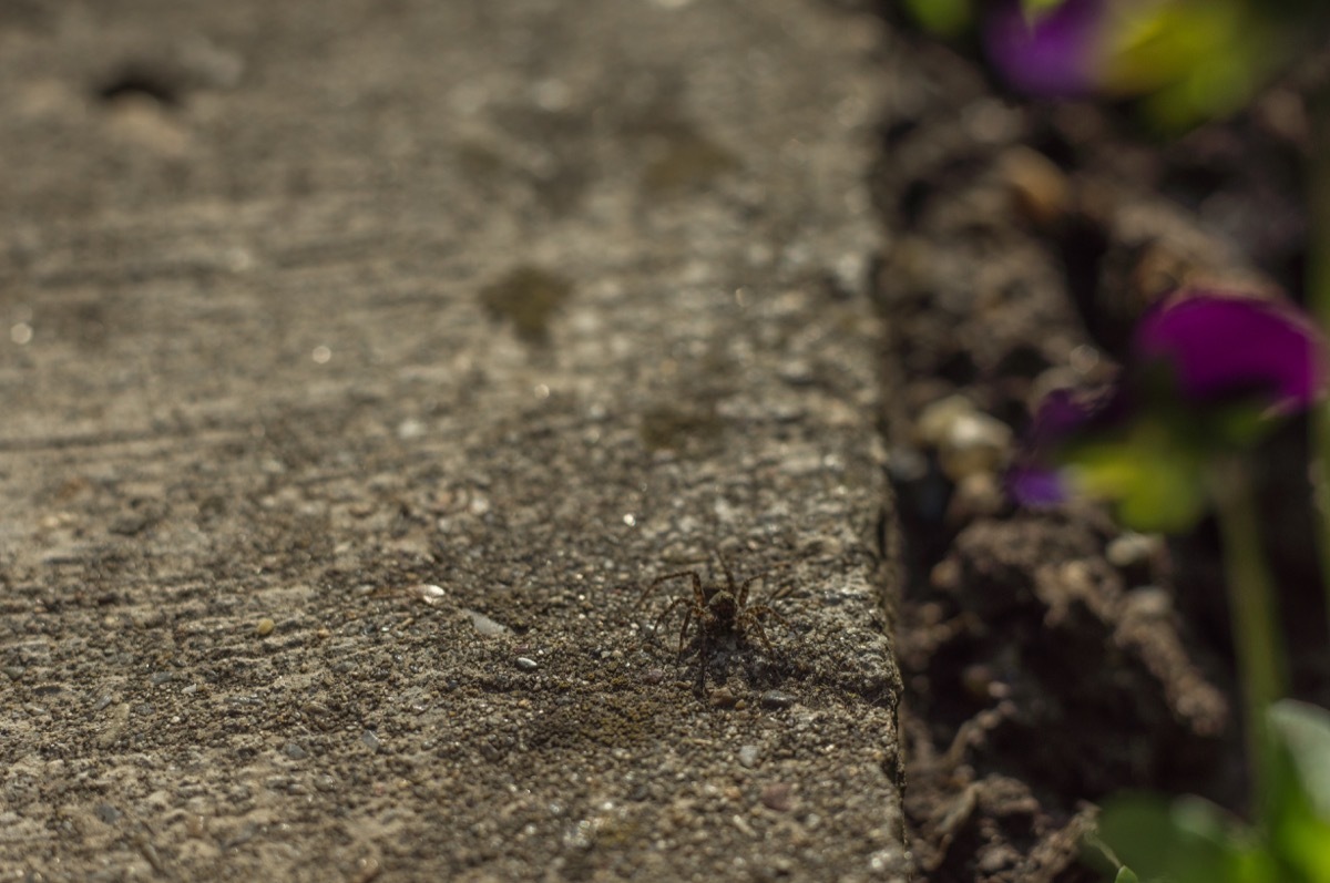 Spider on a Sidewalk {Spider Facts}