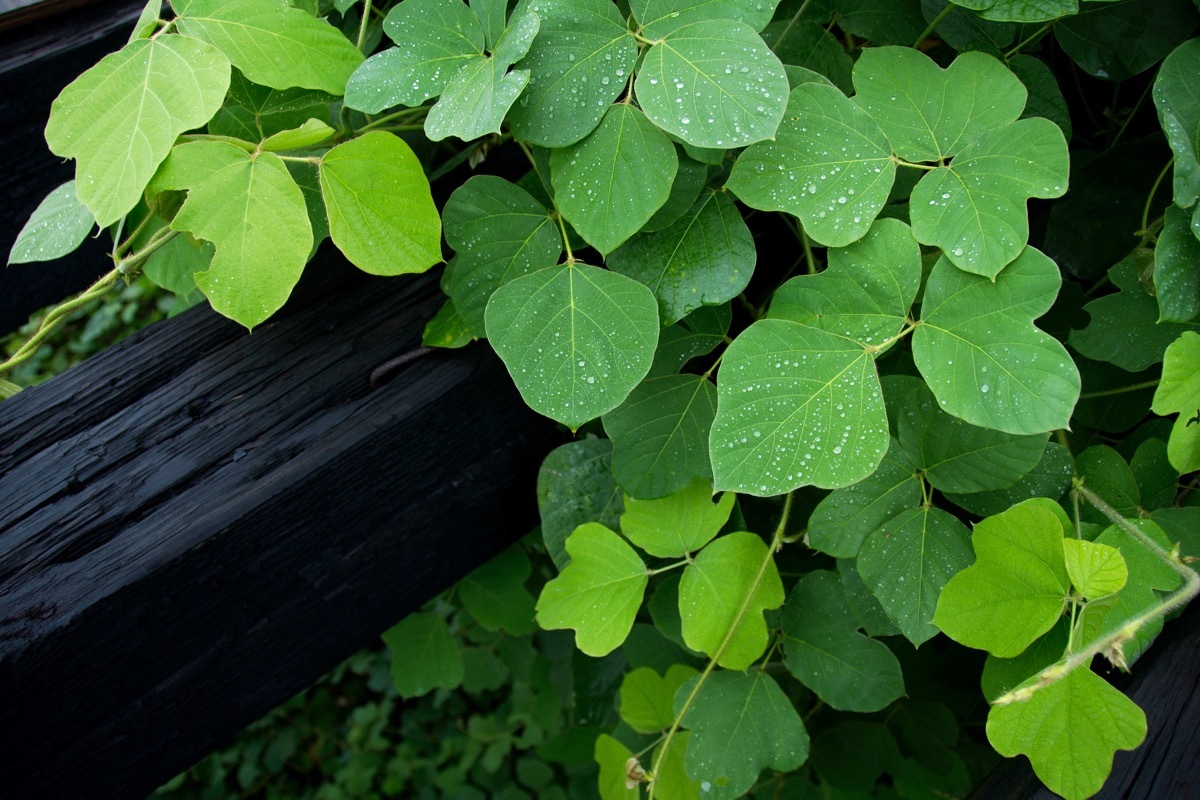 kudzu plant