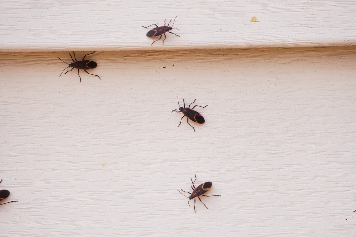 Boxelder bugs or Boisea trivittata cling to the walls of a house during the fall season in America. These bugs are redolent and will release a pungent.