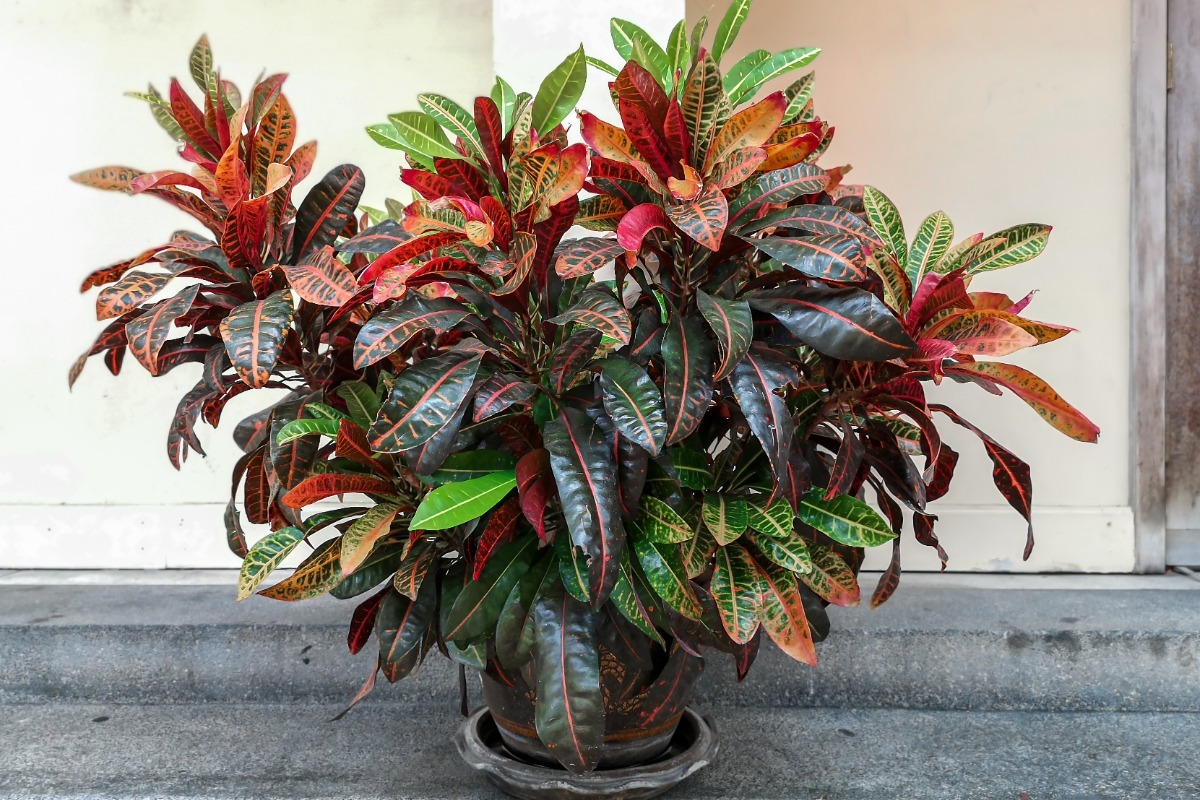 croton plant