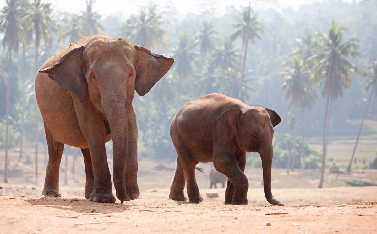 indian elephant