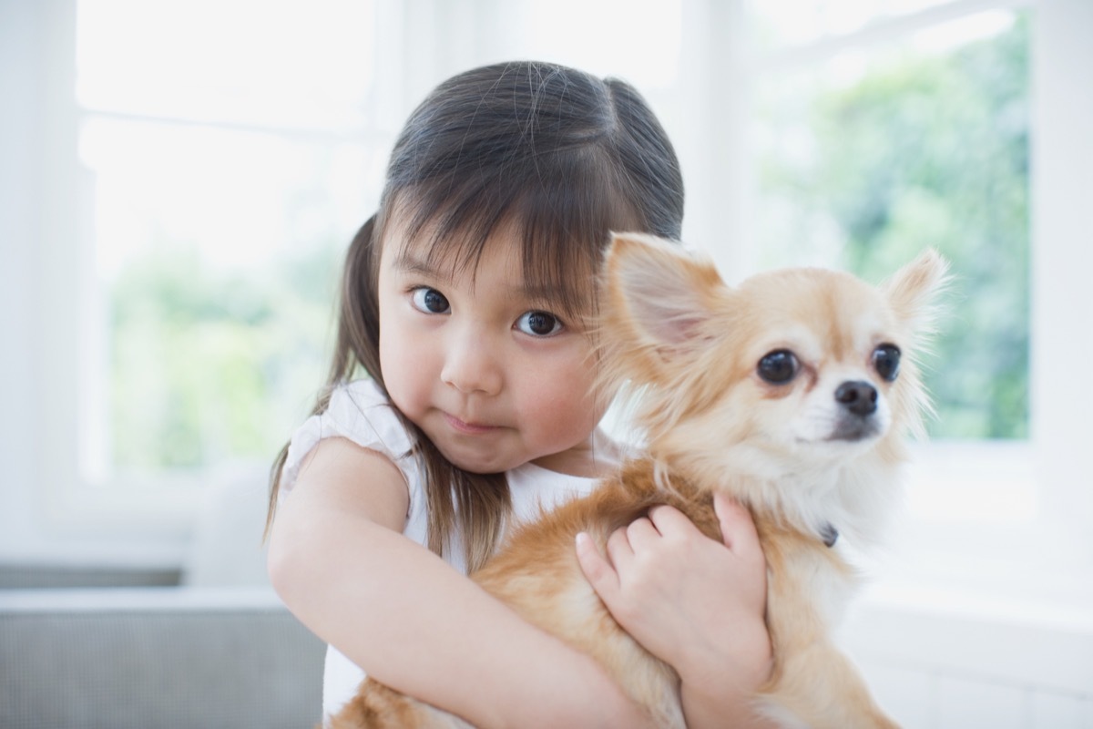 girl hugging a chihuahua