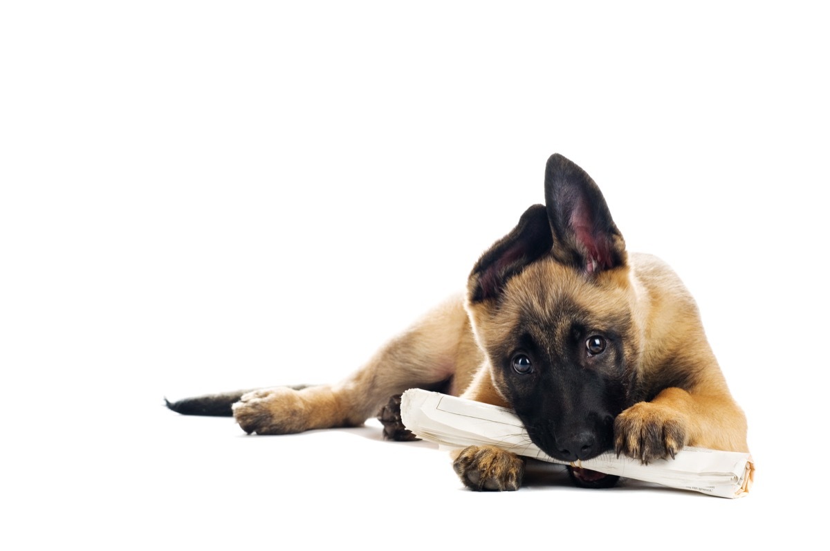 puppy holding newspaper