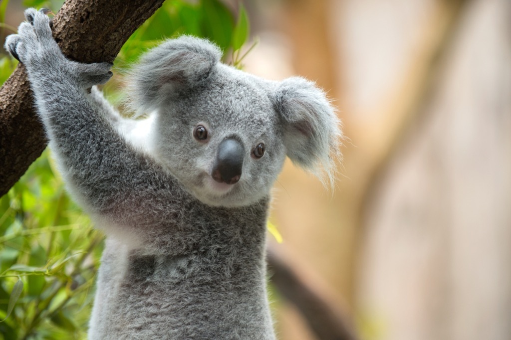 Koala on tree