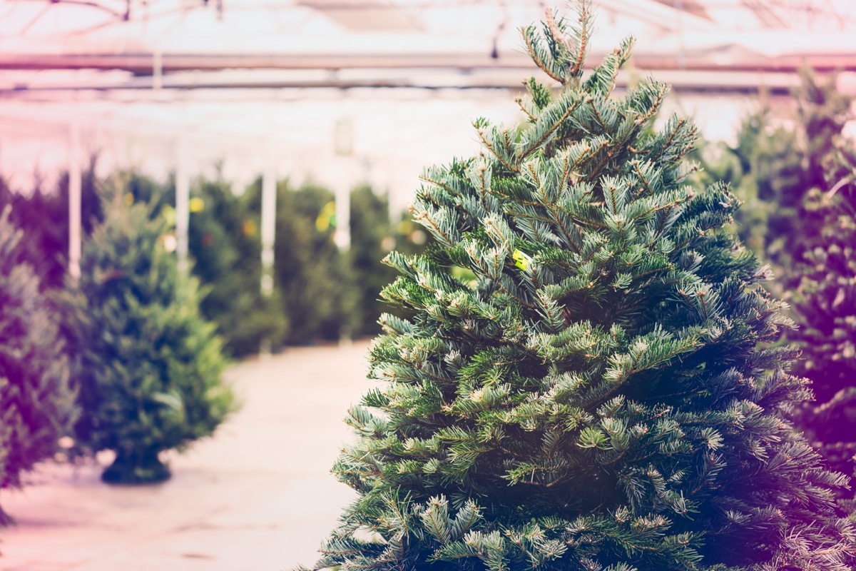 christmas tree farm