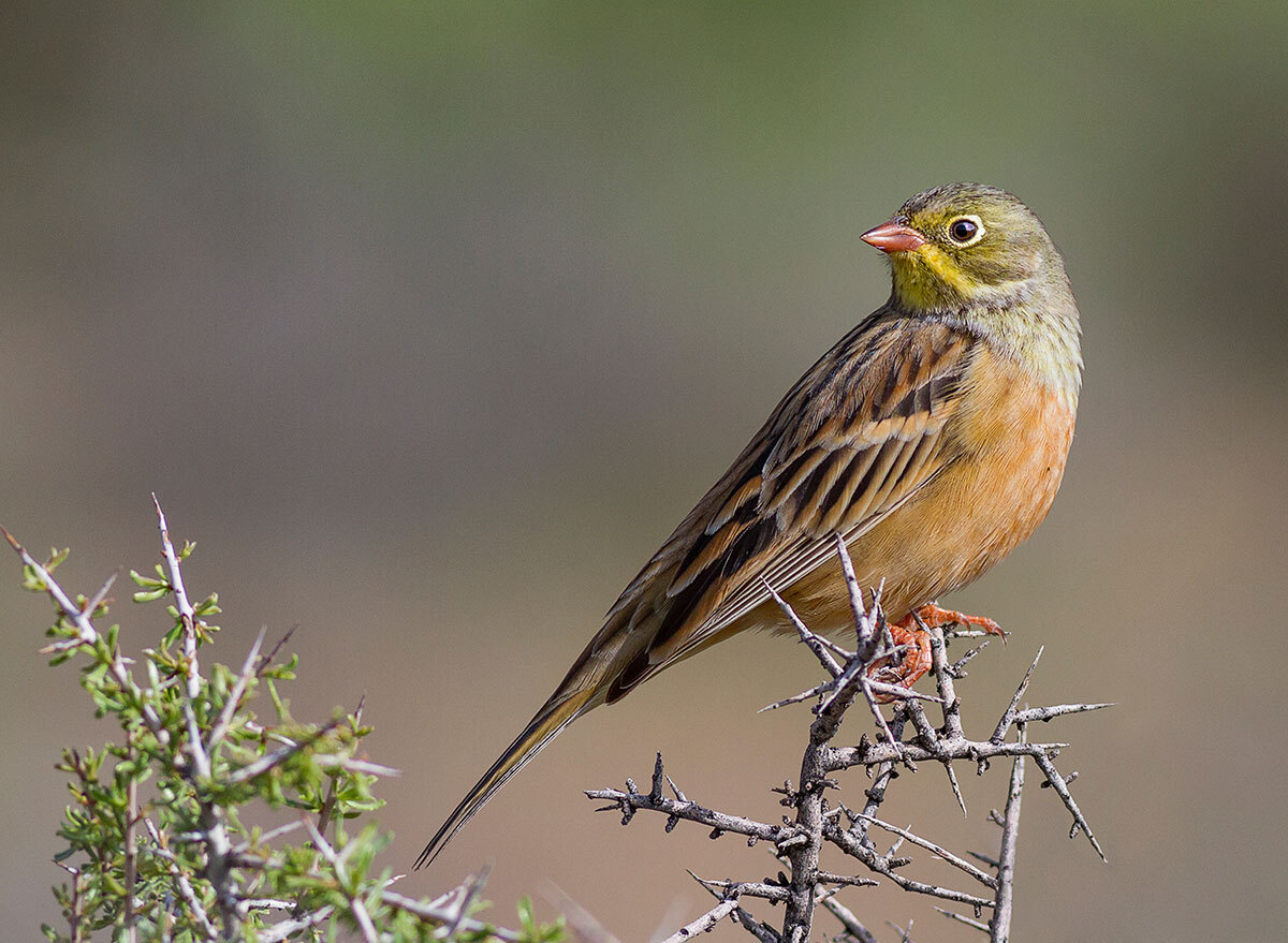 ortolan bird on branch