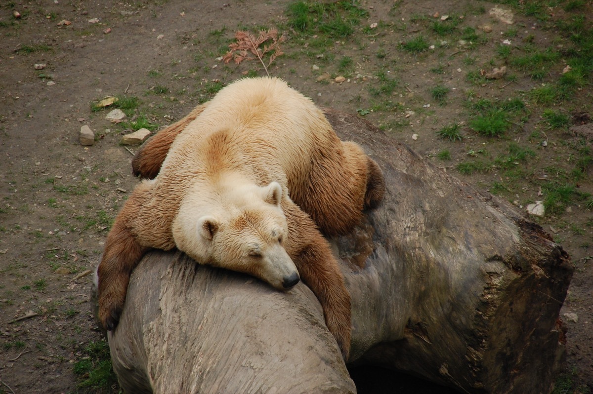 hybrid bear zoo - Image grizzly bear and polar bear