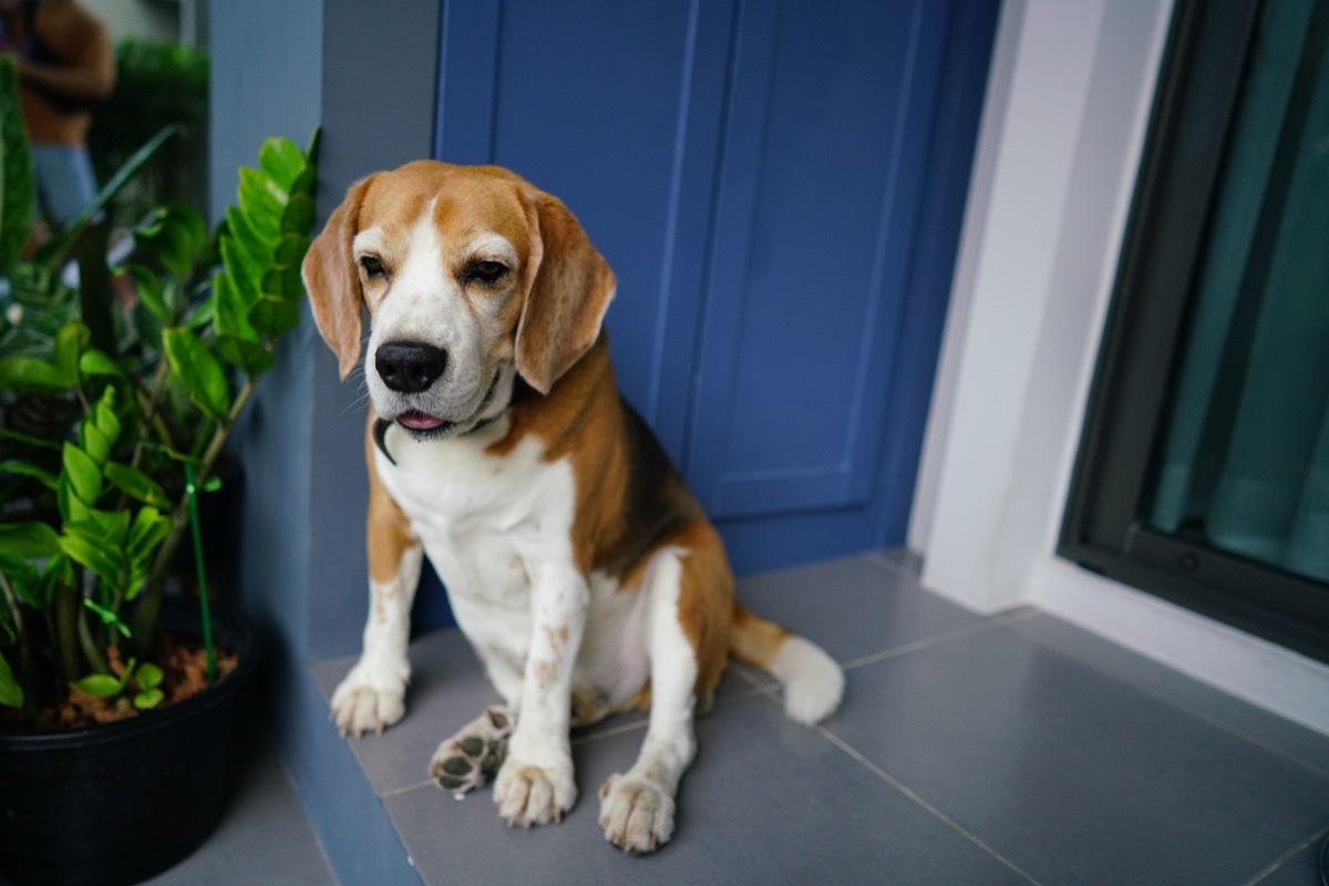 dog waiting by door