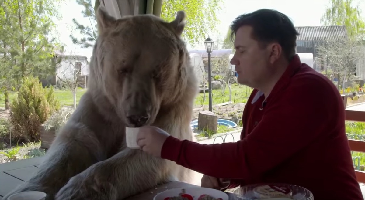 a man and his pet bear eating breakfast adorable photos of bears