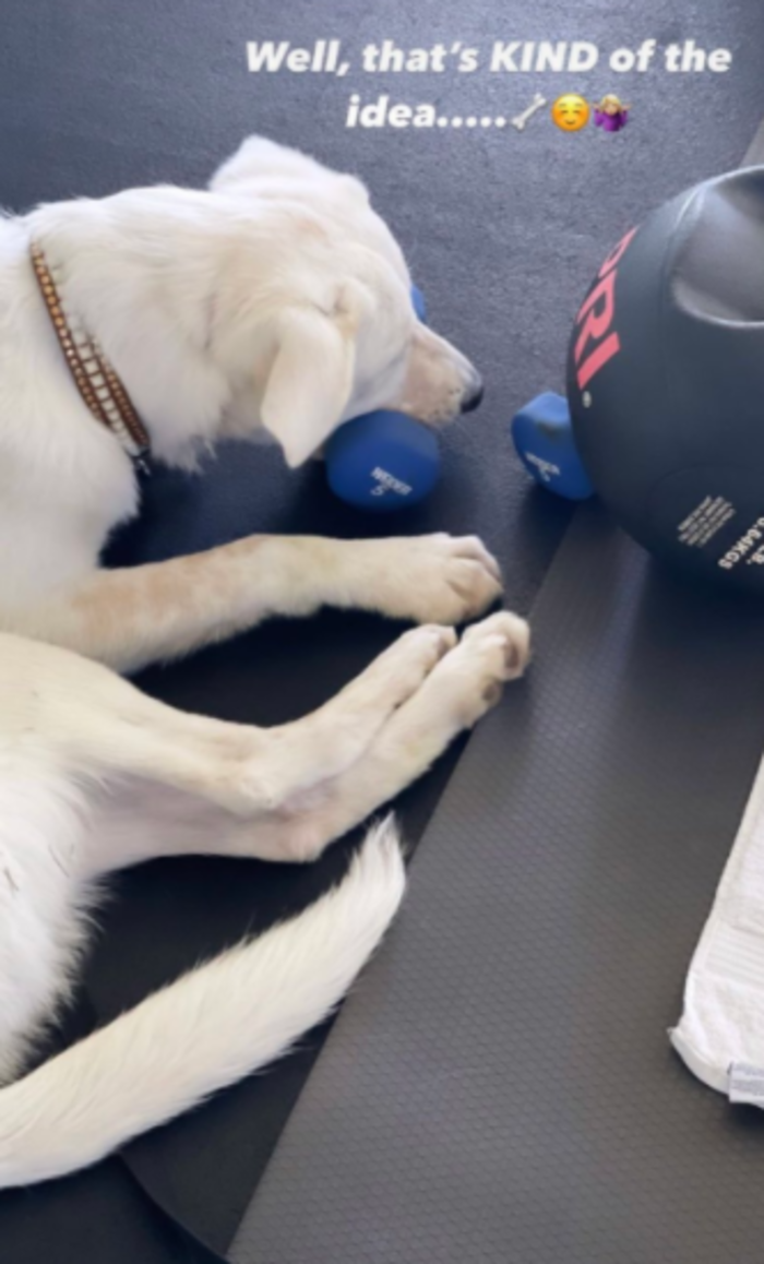 Jennifer Aniston's dog Lord Chesterfield playing with a hand weight