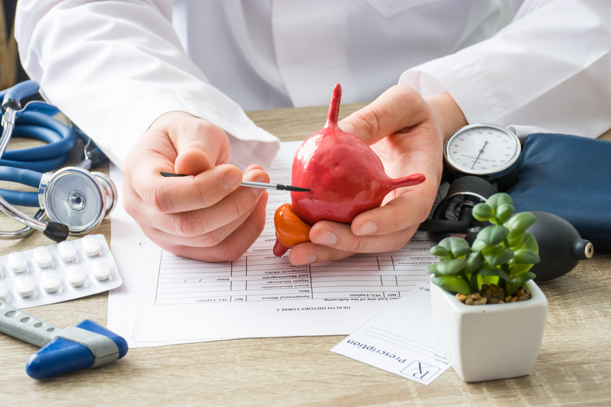 Physician shows model of bladder.